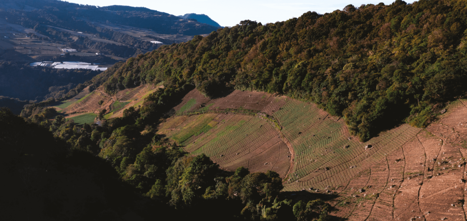 MOCRE INTL Cooperated with COFFEE TECH to Bid for BOP Grade Gesha: GN-02 La Roca - Finca Sophia